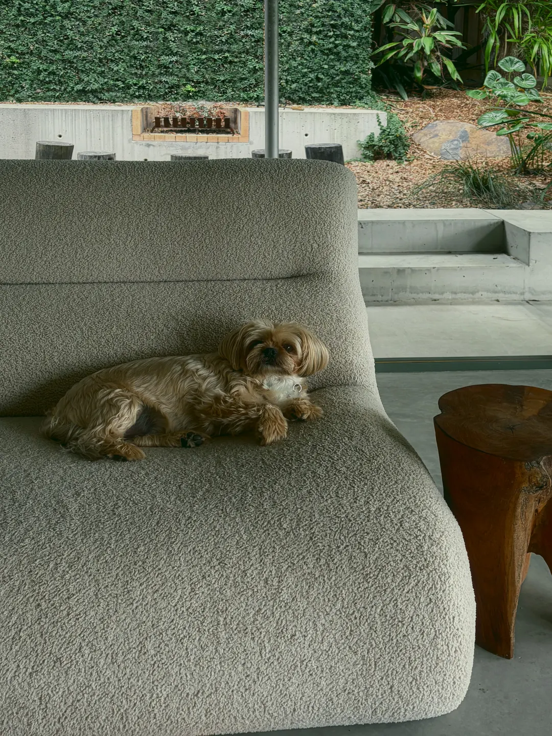 The family dog curled up on the boucle sofa, the fire pit and creeper wall outside