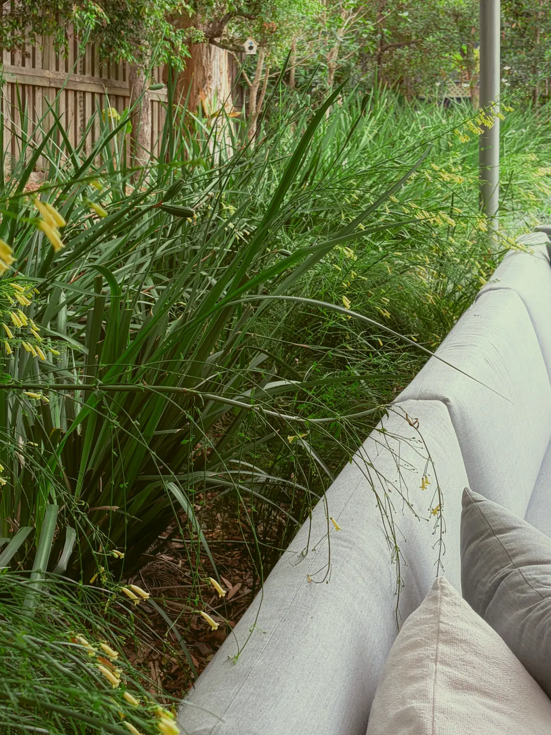 Tall grasses with small yellow flowers leaning over the cushions of an outdoor lounge