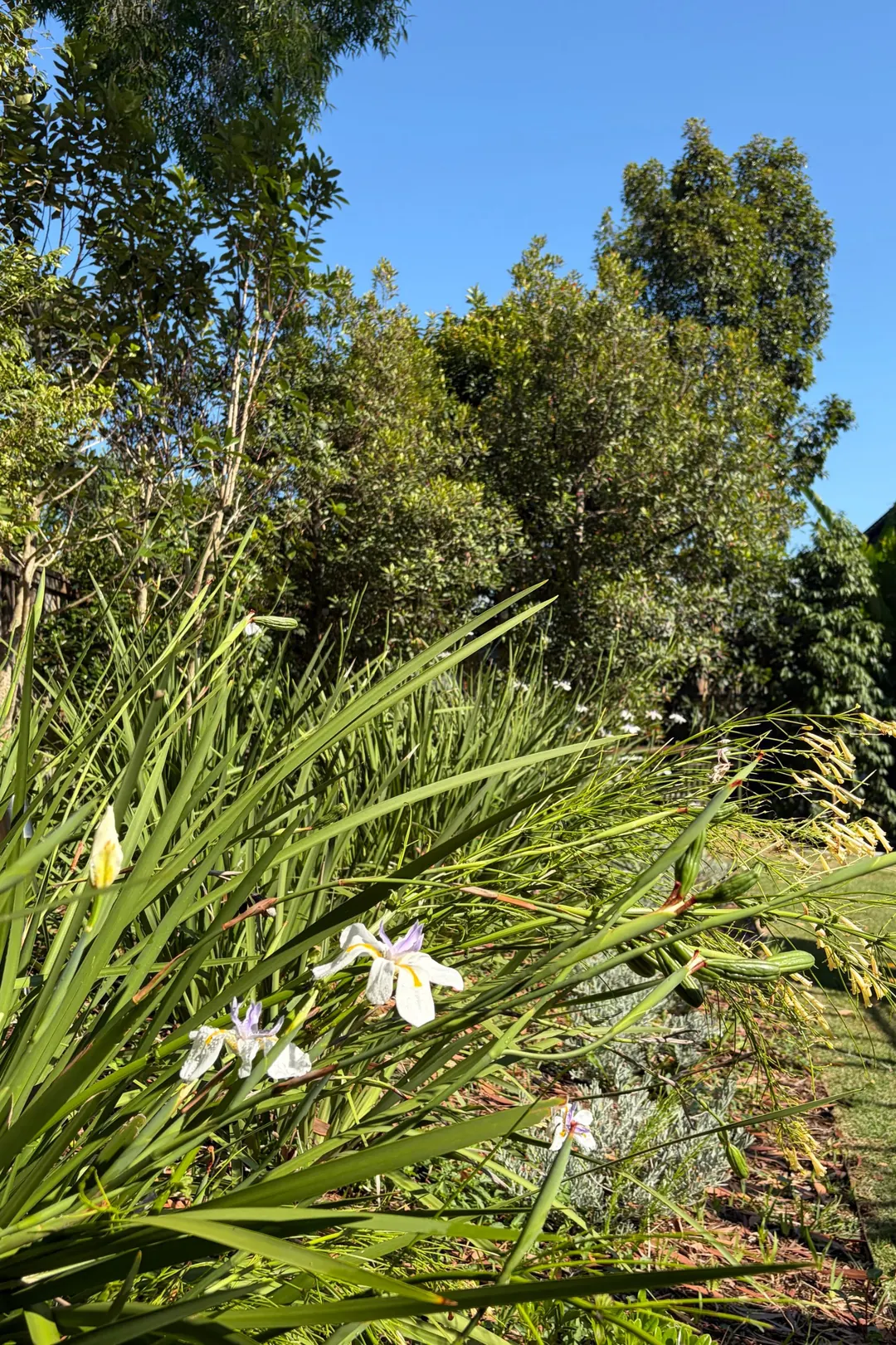 White wild iris in flower among grasses and silver foliage beside the lawn, with tall trees against a blue sky
