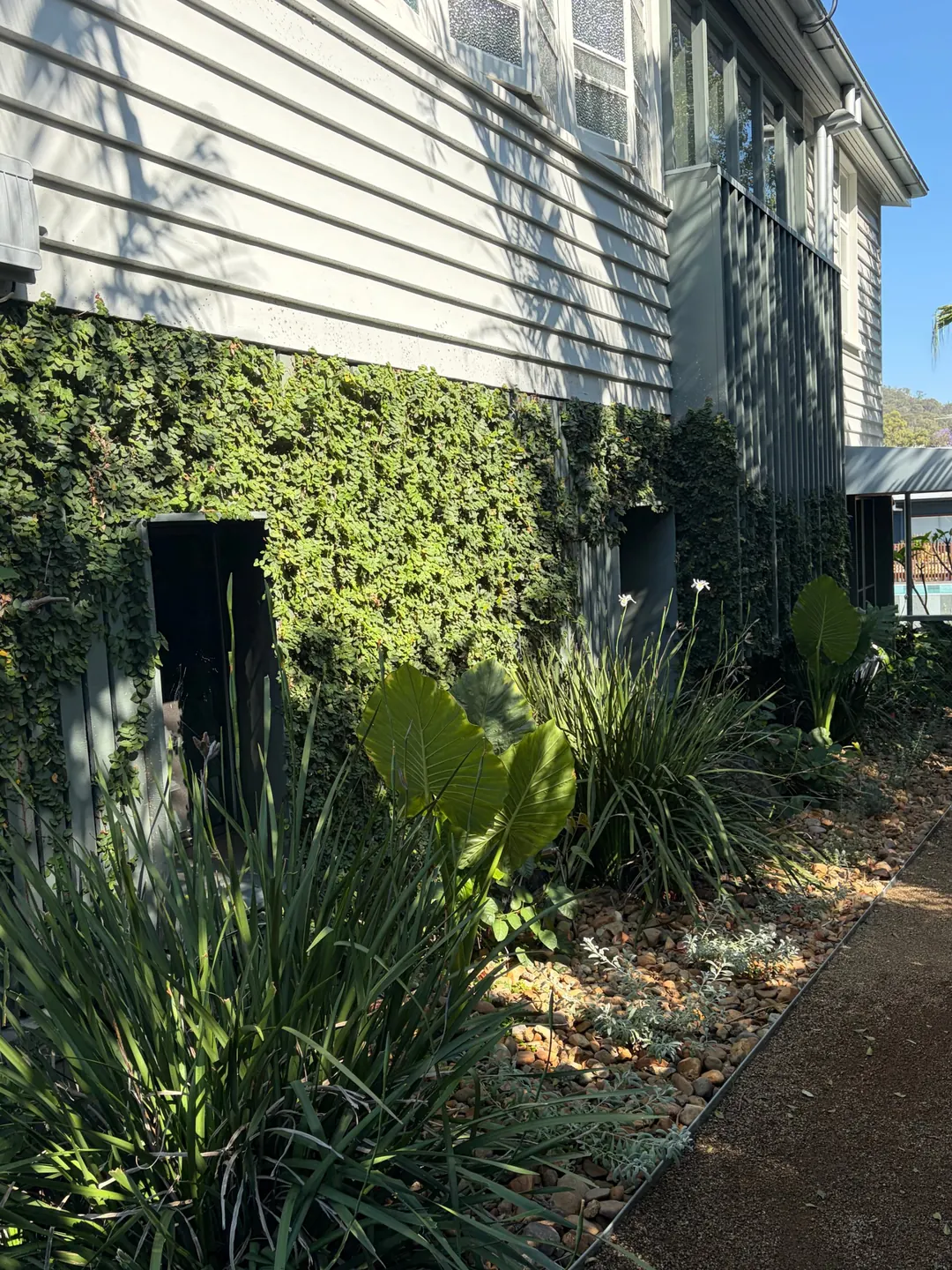 The side of the old Queenslander in morning light: white weatherboards above a climbing green wall and batten screens, with elephant ears and wild iris in the pebble bed along the path