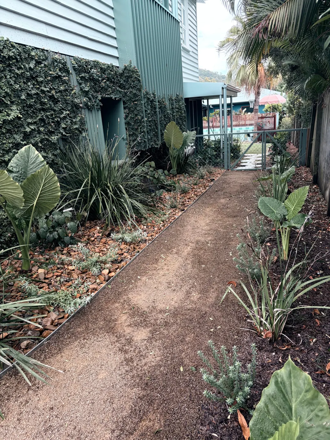 The gravel side path between the climbing green wall and beds of elephant ears and strappy grasses, leading to the gate, the striped pool and the pink umbrella